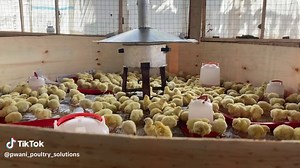 #fypシ #farming #broiler #layer #chiken #farmer #trend #🇺🇬 #🇰🇪 #🇹🇿