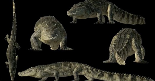 Check Out This Amazing 3D Crocodile Walk Cycle Animation