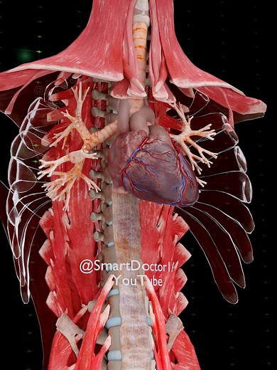 Exploring the Female Muscular System in 3D Animation