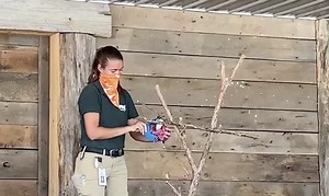 5.9K views · 235 reactions | Have you ever seen a sugar glider leap? Here you can see Gabriel the sugar glider demonstrating his gliding during one of our daily shows at the Ararat Ridge Zoo’s Animal Actor Stage. Although they cannot truly fly, sugar gliders are capable of gliding up to 150 feet in a single leap! Gabriel here has been trained to display this natural behavior in shows and is rewarded with chopped fruit treats! | Ark Encounter | Facebook