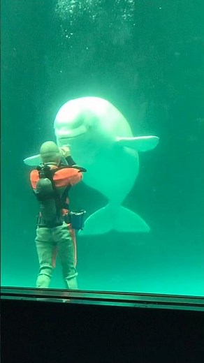 はじめての鴨川シーワールド🐬