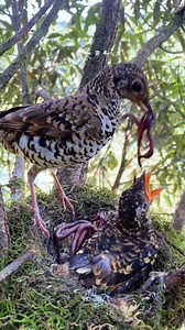 141K views · 1K reactions | Bird daddy's hard work paid off #birds #birdlovers #birdsofinstagram #birdlife #birdwatching | Lâm Đồng GO | Facebook