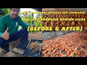 How to prepare Nursery Bed (Punlaan) for 4000+ Durian seeds. BEFORE and AFTER