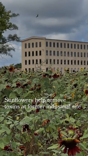 This paper mill in Vicksburg, Michigan was owned and operated by the Lee Paper Company. At its peak, the mill produced 17 tons of paper per-day, which has had lasting effects on the area's soil. Developers have plans for rehabilitation, with more flower fields connected by trails to aid in removing toxins from what was once prairie land. Read more thtough the link in our bio 🌻 🎥: Joel Bissell | MLive #sunflowers #wildflowers #toxinremoval #michigan #papermill #landrehab #flowerfields | Kalamaz