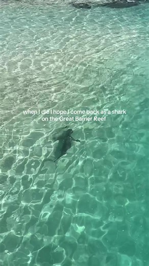 Explore Heron Island Sharks in the Great Barrier Reef