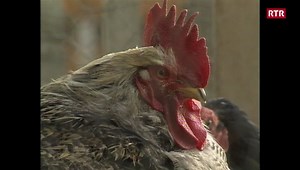 Las giaglinas han stress il temp avant Pasca. La cumprova ha il Telesguard filmà. In film per rir sin ils dents. Archiv: Telesguard dals 14.04.1990 | RTR Radiotelevisiun Svizra Rumantscha