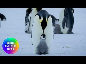 27 Minutes Of Cute Penguin Moments 🐧 | BBC Earth Kids