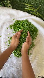 461K views · 234 reactions | 﫛Store Green Peas Upto 1 year. This is an annual ritual & we get the best mutter around this time & time to freeze a batch. It is sooo much better than your ready frozen peas. Detailed process in pinned comments #GreenPeas #FrozenMutter #Peas #FoodPreservation | Neha Deepak Shah | Facebook