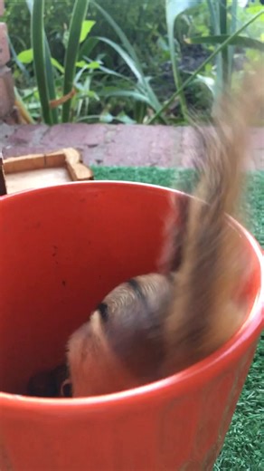 Friendly chipmunk coming for a visit! Hello! | Cheekychipes