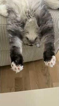 These Funny Cats Will Make Your Day 😂🐾 | Cat Comedy Compilation #FunnyCats