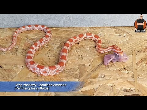 KARMIENIE WĘŻA ZBOŻOWEGO MYSZKĄ 🐍 [Pantherophis guttatus] #3mininfo