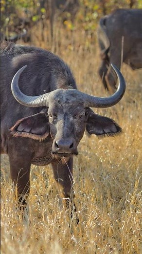 The Mighty African Buffalo: Nature's True Warrior!