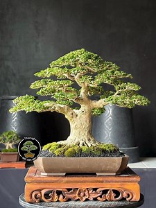 Premna Microphylla Bonsai Code 135. Tropical Tree. |ficus |tiger Brack |nebari |maple |japanese Tree - Etsy Canada