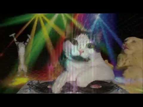 "Club Meow" - Kitty Cat Dance Party!