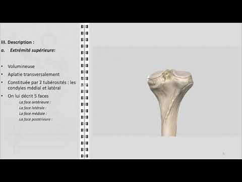 ANATOMIE FMPM TIBIA