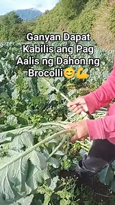 Mabilisang Galawan ng Kamay ng Aking Apo😊💪 Malayo Talagang Mas Mabilis ang Reflex ng mga Bata #everyone #followers #friends #highlights #kabenguetan #farmlife #broccoli | Nathan Tinaza