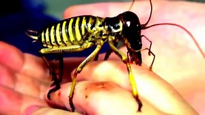 Bug Facts: The 11 species of Giant Weta, native to New Zealand, are some of the largest insects with a body length of up to 100 mm (3.9 in), not including their lengthy legs and antennae! #UseVapeNotFake | VAPE Insect Repellent | Facebook