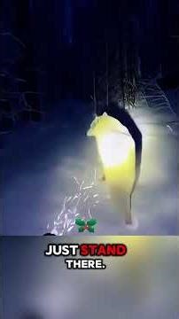 A Mother Wolf’s Desperate Cry: Heartbreaking Rescue In The Snow#wolfrescue#emotionalrescue#naturetok