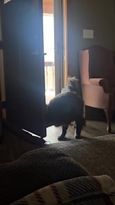Forget window licker, PP is a freaking pro door slobberer! Whyyyy girl!😵‍💫 | Anna Simons Empson