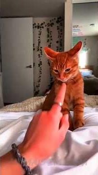 Relaxing cat routine you need to watch today 🐱