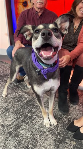 Fetch ME a Home: Chase