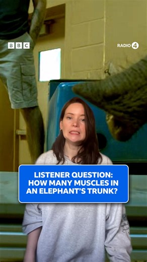 A More or Less listener asks, “how many muscles are there in an elephant’s trunk?” Lizzy McNeill has been finding out, crunching the numbers, and speaking to a man who designs robots inspired by elephant trunks. More or Less | Listen now on BBC Sounds | BBC Radio 4