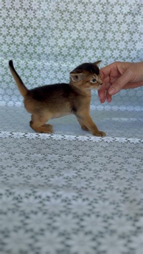 Zhigol Abyssinian Ruddy Male