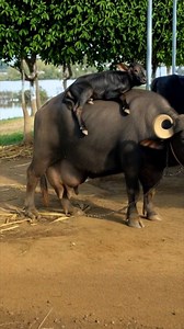 Smart Calf 😍 | Cattle Farming India