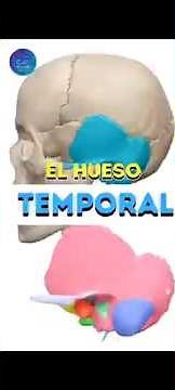 Anatomía y Fisiología del Hueso Temporal 🧐