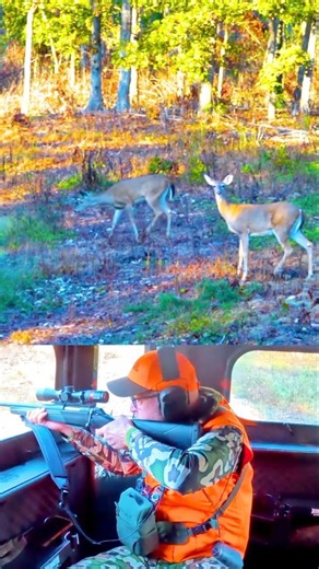 deer hunt so very beautiful shot #wildlife#wildlife #загоннаяохота #deerhunting#animals