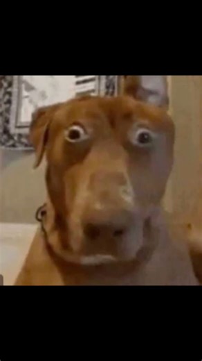 Average SCP 3199 gameplay #shorts #roblox