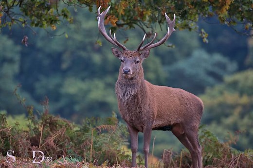 What Is The Spiritual Meaning Of A Stag? Intuition!