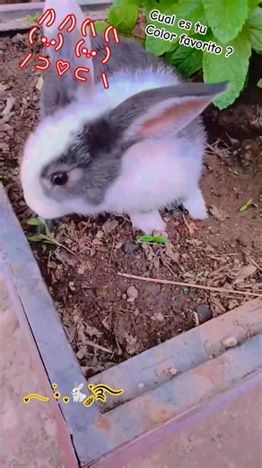 cual es tu color favorito 👀 #shortviral #bunny #mascotas #comparte