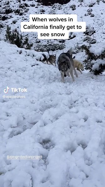 There’s really nothing else like it. #NOTpets #wolfsanctuary #california #snow #wolves #wolvesoftiktok #fyp