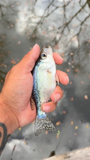 B⃨I⃨G⃨ F⃨I⃨S⃨H⃨ on Instagram: "Qué clase de lez es este ?"