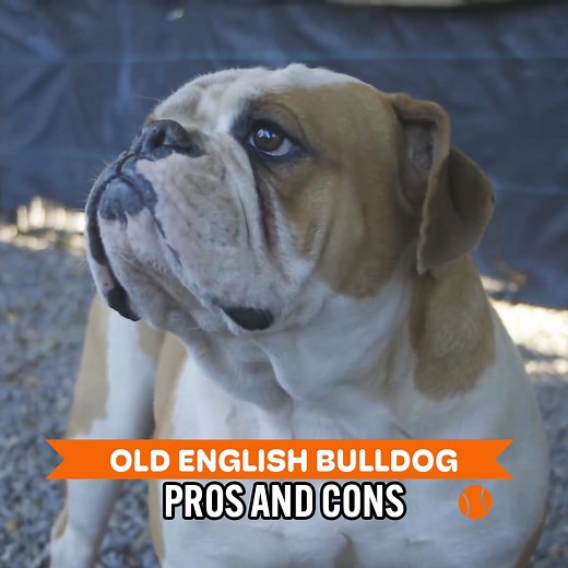 Why the Old English Bulldog is a good dog? | Dogumentary TV