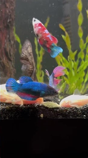 Betta Sorority Tank 🐠 Peaceful Community Aquarium #beta #aquarium #plantedtank #peaceful