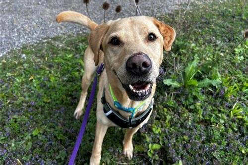 Dogs for adoption in Sussex: 12 adorable pups seeking homes at Raystede