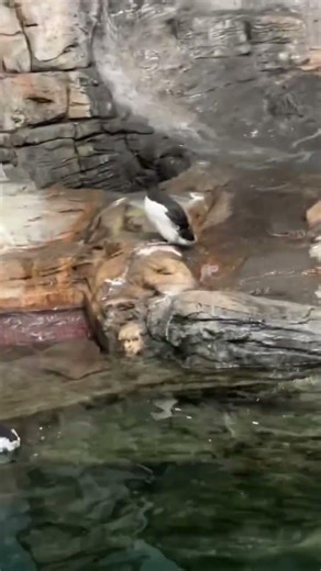 Montreal Biodome #animals #seal #penguin #wildlife #ihavethisthingwithplants #travel #canadiancity