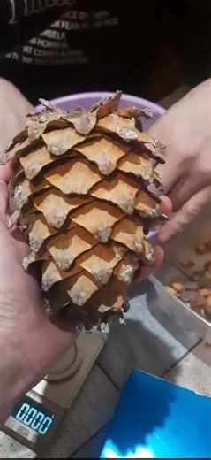Pine cone, nuts. Stratification from 07.02.26.