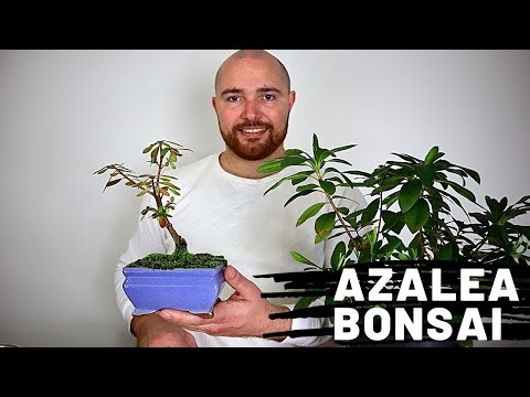 Azalea Bonsai Update | How to prune and root prune Azalea