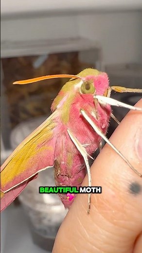 Have you ever spotted one? #moths