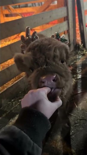 mini highland cows for sale