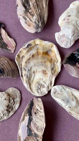 Alaskan Bivalve & Oyster Shell Pieces 9-piece Set – Natural Coastal Fossils From Homer, Alaska - Etsy