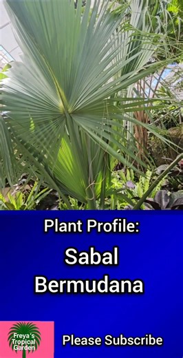 Plant Profile: Sabal Bermudana (Bermuda Palmetto)