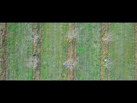 LA TAILLE DES AMANDIERS - COMPAGNIE DES AMANDES