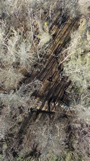 Dramatic vertical drone descent over a burnt forest floor revealing a charred tree hollow and black shadows of dead trees for environmental documentaries and climate change related content