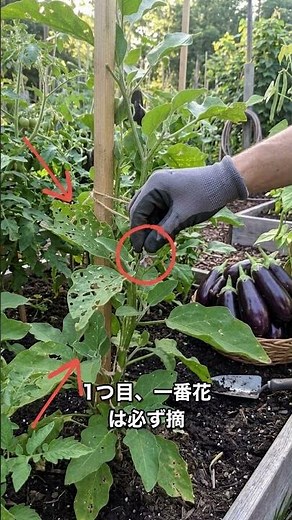 秋まで無限収穫！ナスの収量を劇的に増やす3つの裏ワザ
