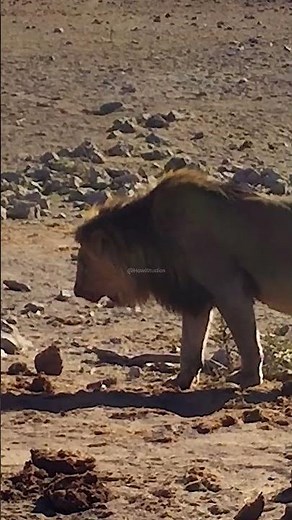 African Lion Vomiting #vomit #lion #africa #animal #throwup #wildcat #sick #nature #wildlife HA67921