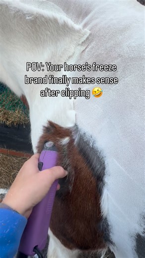 Equine Fly Repellent & Grooming | Stable Environment UK on Instagram: "Does anyone else’s horse have a freeze brand that makes ZERO sense until you clip them? 😂 Bob went from “808??” to himself again in seconds! Washed with Shower N Shine and finished with Fresh H-Air for that smooth, shiny glow ✨ ✨ Want that fresh, clean clip finish? Tap to shop our grooming must-haves! #clippingseason #horseclipping #equestrianlife #equinelove #horsebranding #freezebrand #horsetok #equestrianuk #equestriansty